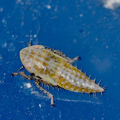 Réf. 338 631 : Deltocephalinae inconnu